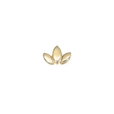 Lotus Tragus