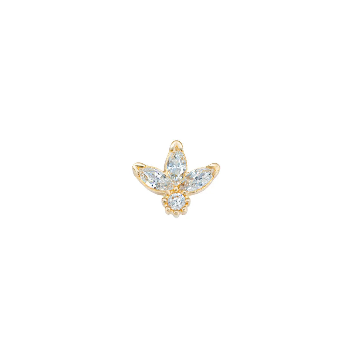 Markiz Tragus