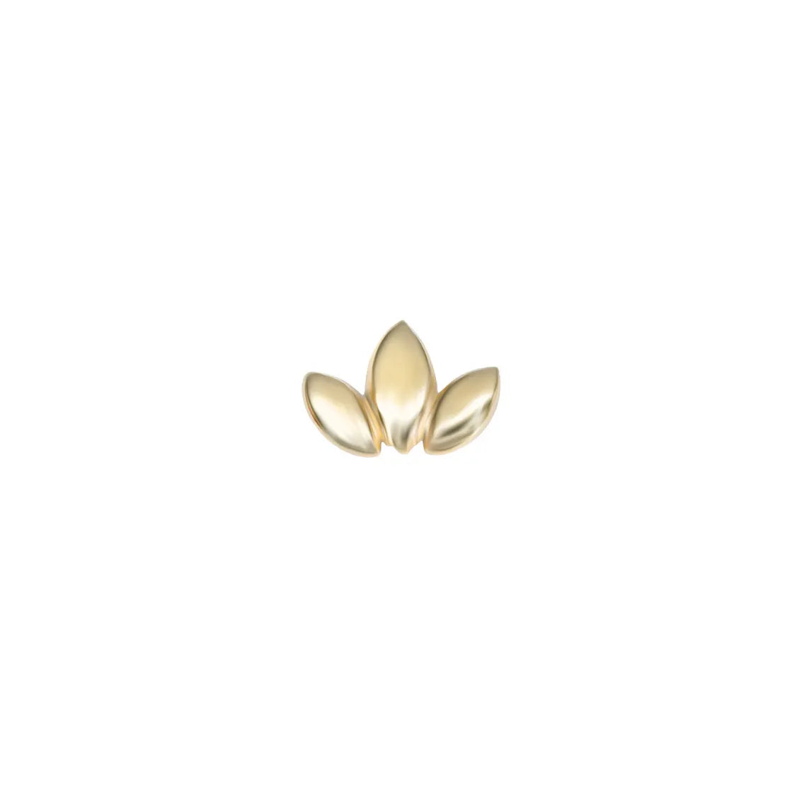Lotus Tragus