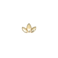 Lotus Tragus